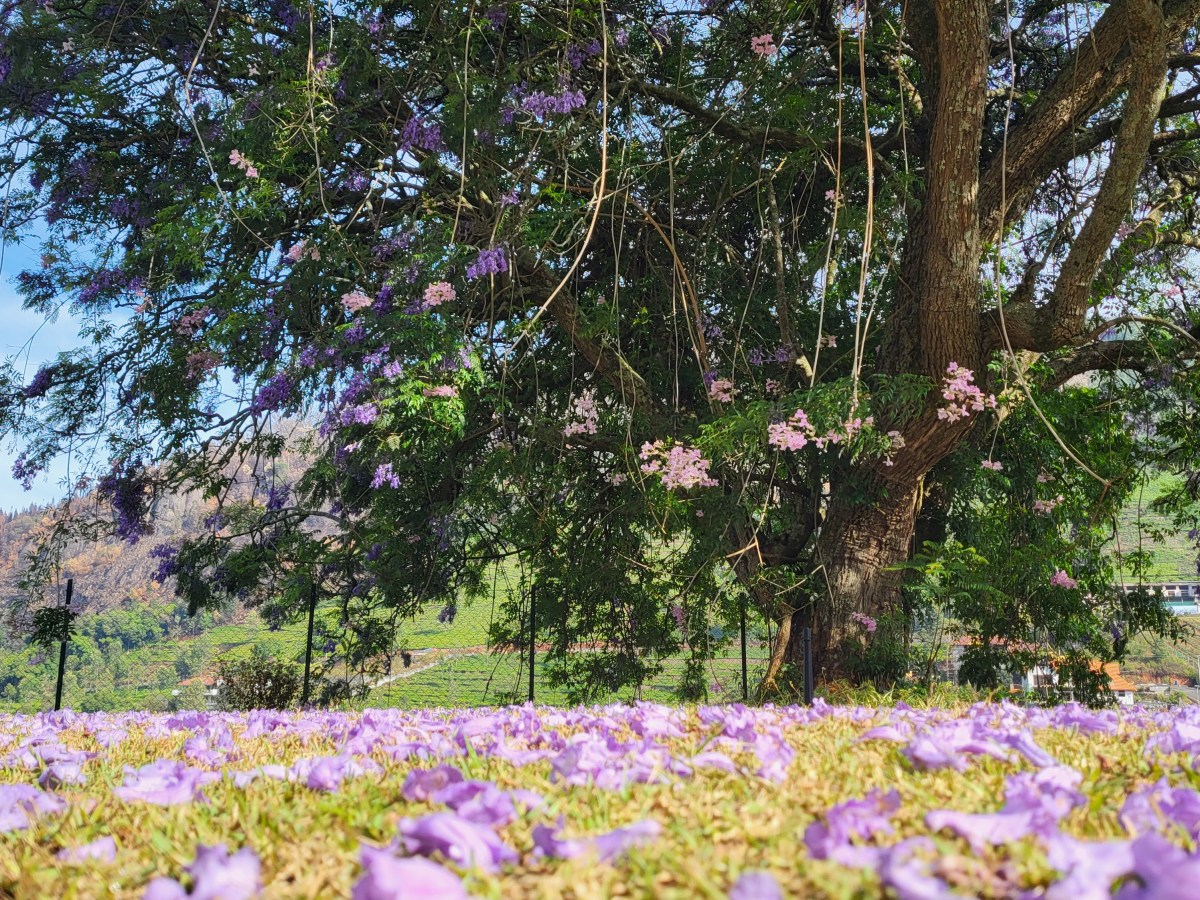 ஒப்பாரி